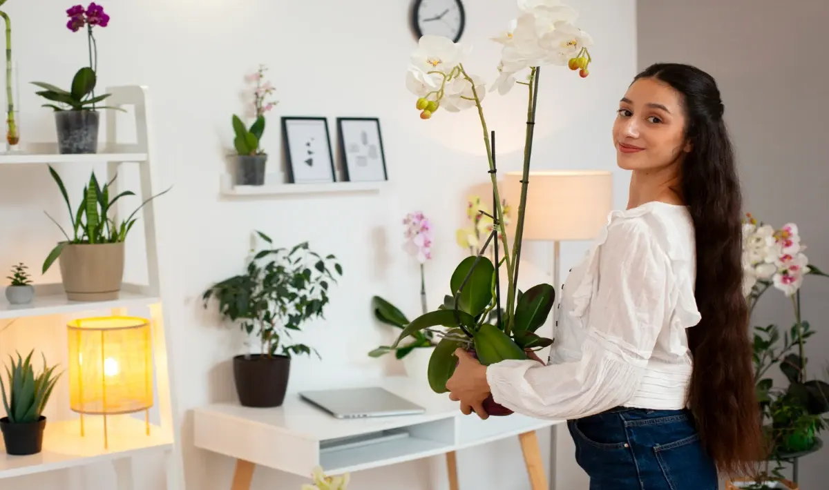 Vastu Plants for Office That Bring Growth and Steady Positive Energy